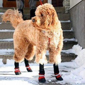 Botas para Mascotas – Protege a tu Mejor Amigo en Cualquier Estación del Año