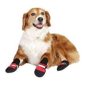 Botas para Mascotas – Protege a tu Mejor Amigo en Cualquier Estación del Año